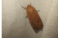 Noctua fimbriata