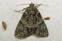 Polyphaenis sericata