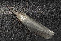 Crambus perlellus