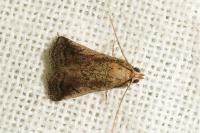 Metallostichodes nigrocyanella