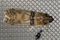 Sciota rhenella