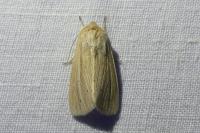 Mythimna impura