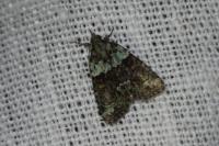 Cryphia algae