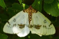 Abraxas pantaria