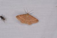 Scopula rubiginata