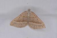 Scotopteryx luridata/mucronata