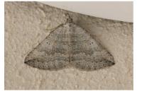Scotopteryx bipunctaria