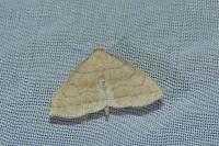 Herminia tarsicrinalis