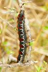 Eriogaster lanestris