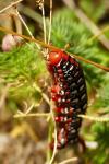 Hyles euphorbiae