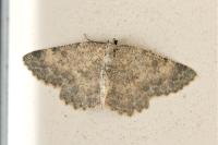 Charissa pullata