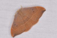 Watsonalla binaria