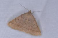 Zanclognatha lunalis