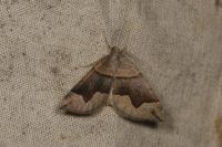 Scotopteryx angularia