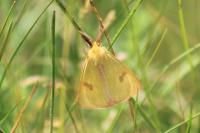 Diacrisia sannio