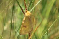 Diacrisia sannio