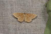 Idaea ochrata