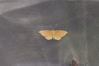 Idaea ochrata