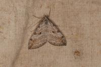 Aplocera efformata/plagiata