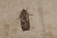 Epilecta linogrisea