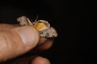 Epilecta linogrisea