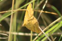 Camptogramma bilineata