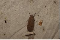 Noctua pronuba