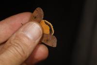 Noctua pronuba