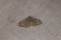 Peribatodes rhomboidaria rhomboidaria