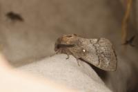 Dendrolimus pini pini