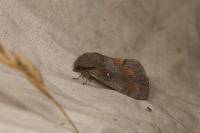 Dendrolimus pini pini