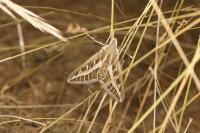 Hyles livornica