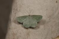 Chlorissa cloraria
