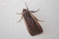 Ochropleura leucogaster