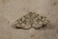Cleorodes lichenaria