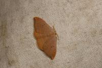 Watsonalla uncinula