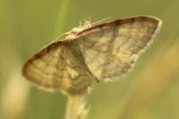 Idaea humiliata