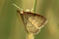 Idaea humiliata