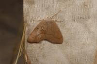 Hylaea fasciaria