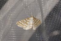 Idaea sericeata