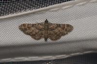 Gymnoscelis rufifasciata