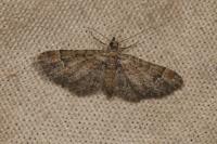 Gymnoscelis rufifasciata
