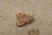 Hypsopygia costalis