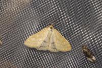 Sitochroa verticalis