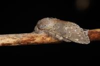 Stauropus fagi
