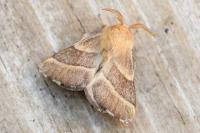 Malacosoma neustria
