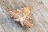 Malacosoma neustria