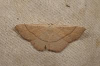 Cyclophora suppunctaria