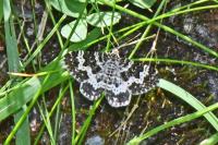 Epirrhoe tristata