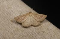 Aplasta ononaria